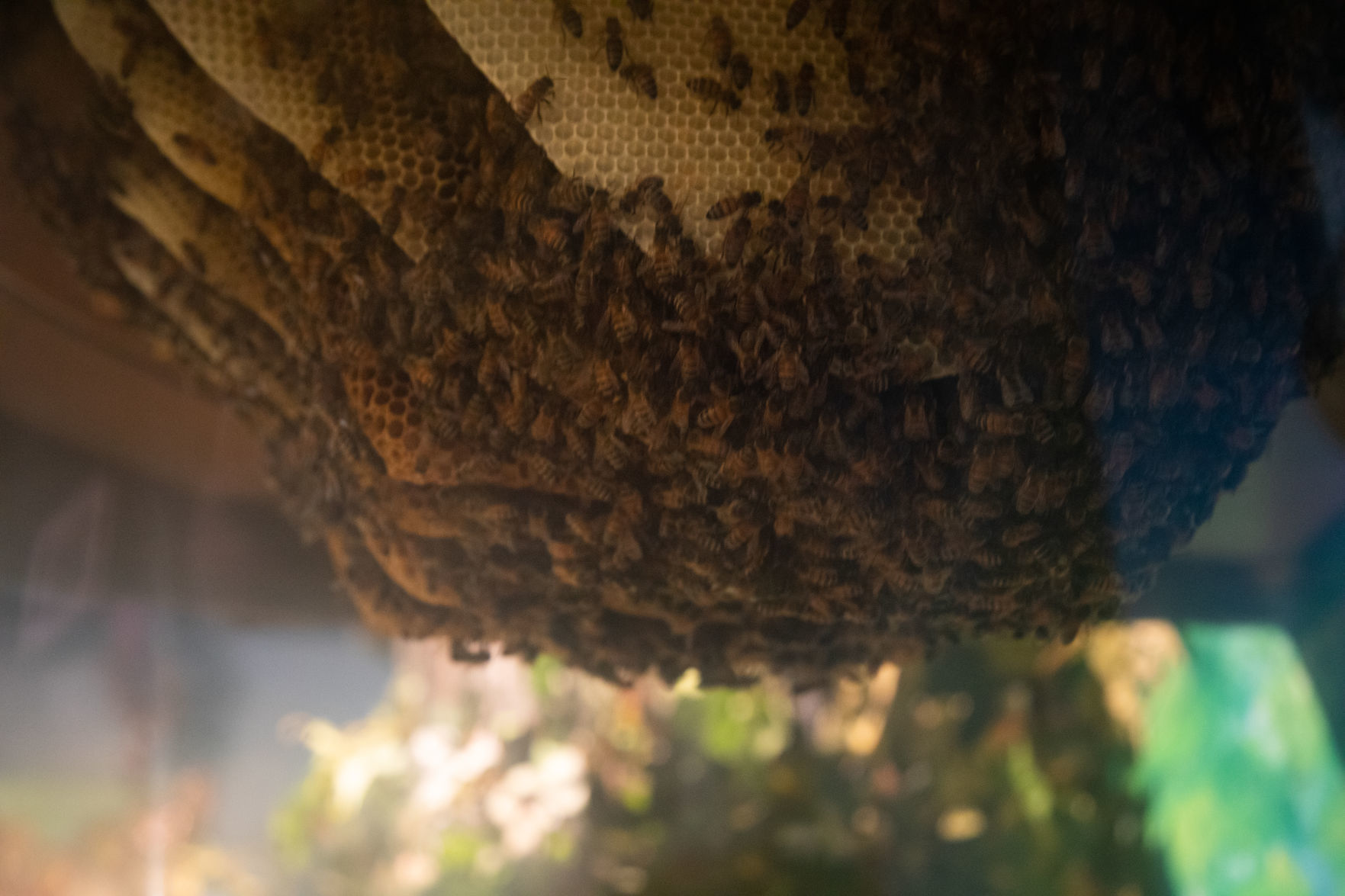 Bees 24